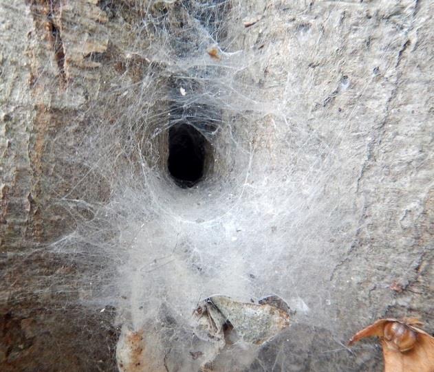 Un fil d alerte relié à la toile mène à l abri de l araignée, ce qui lui permet, grâce aux vibrations, de savoir quand une proie tombe dans la toile.
