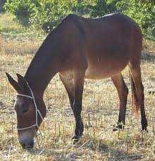 - Le cheval (espèce Equus caballus) et l âne (espèce Equus asinus) sont interféconds mais leur descendance ne l est pas.