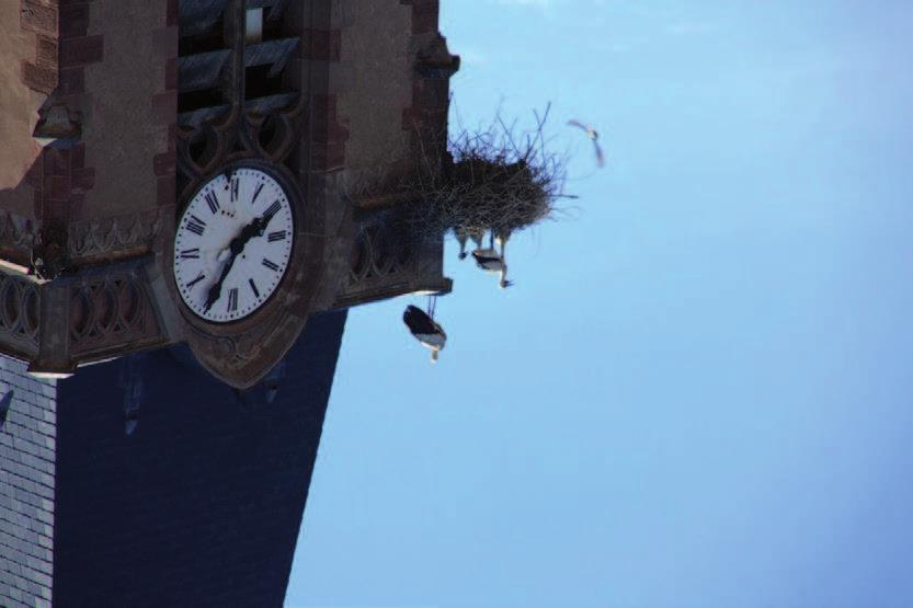 Les cigognes Elles sont de retour à Eckbolsheim, mais pas là où on les attendait! S étant obstinées à vouloir établir leur nid sur la cheminée de l église (toujours en activité!