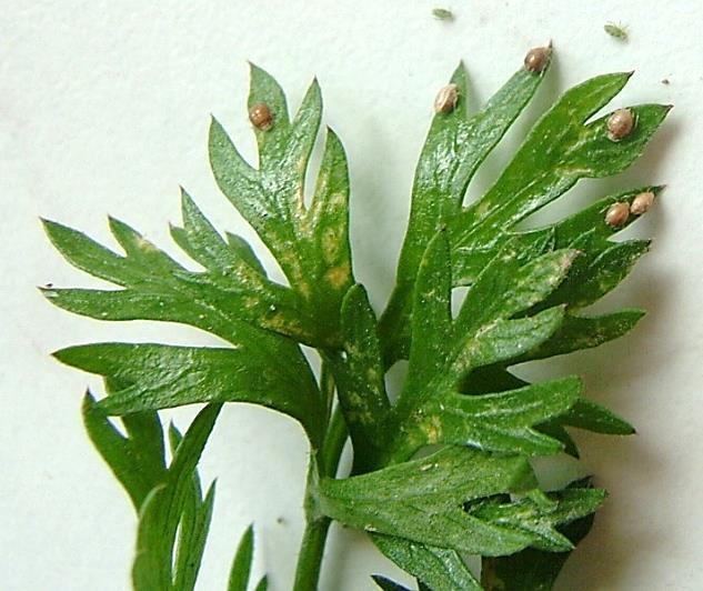 Seuil indicatif de risque : Carotte : 10% de plantules avec pucerons jusqu au stade 3 feuilles vraies.