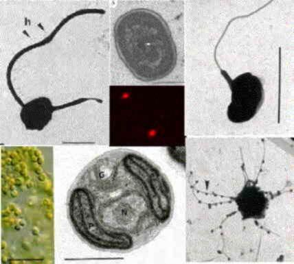 Deux composantes: Rappels Le picoplancton (<2-3 µm) Autotrophes (picocyanobactéries: formes unicellulaires,