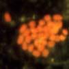 Chaîne classique Poissons Intérêt (2) Boucle microbienne Zooplancton Protistes mixo-, hétérotrophes