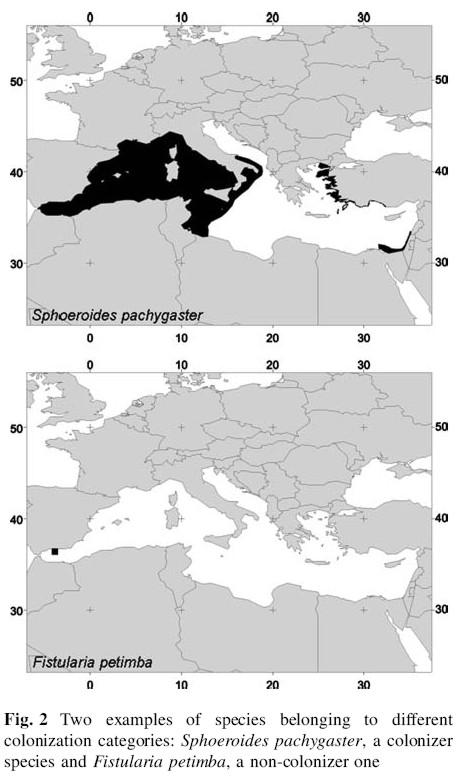Espèce bien installée : nombreux individus; reproduction probable en Méditerranée Espèce non