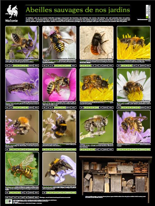 Les abeilles: une immense variété d espèces!