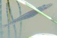 A.P.P.M.A. Contextes cyprino-ésocicoles Cycle de vie de l espèce repère - Brochet Accueil Brochetons : migration vers les zones de grossissement en rivière Perte de la vésicule «nourricières»