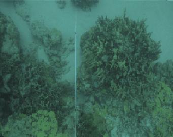 (c) Un plongeur acquière (à gauche) les photos des coraux