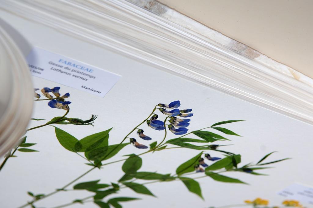 feuille à feuille, les herbiers s exposent Journées grand public avec concours d'herbiers réalisés par les étudiants de pharmacie et de sciences de l Université de Franche-Comté visites de l'ancienne
