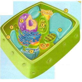 24. Voici un diagramme d une cellule animale et végétale : Identifiez