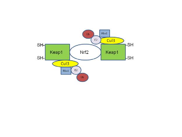 Activation de la voie Nrf2 protéasome ROS Polluants Antioxydants phosphorylation SH- SH- Keap1 P Nrf2 Keap1 -SH -SH P MA Nrf2 F ARE Transcription Dans des