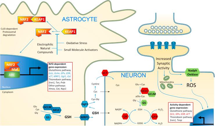 Dans le SNC, la voie Nrf2 est surtout représentée dans les astrocytes: ils contribuent ainsi à la protection des neurones