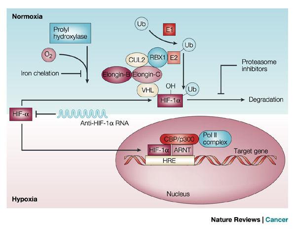 Mécanisme d activation d HIF1α : en normoxie formation d un
