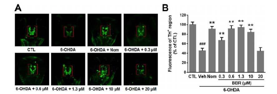 Mesure de l action de la berberine sur les neurones dopaminergiques de zebra fish.