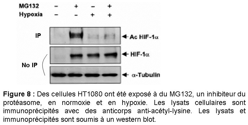 MG132, HIF-1α n est plus acétylé contrairement aux conditions de normoxie (4).
