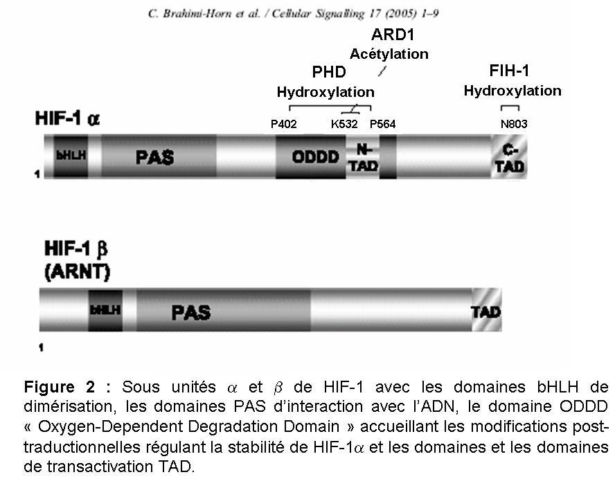 HIF-1α et HIF-1β possède des domaines de transactivation mais seulement le domaine de transactivation en C-terminal de HIF-1α est régulé par modifications post-traductionnelles (8).