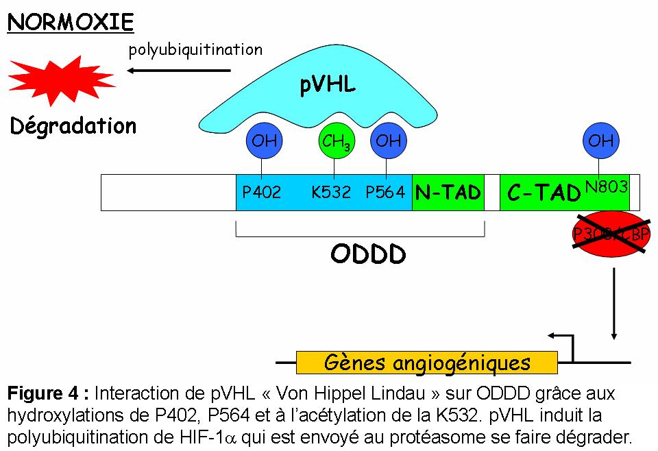 Régulation de HIF-1α en hypoxie En hypoxie, le faible niveau d oxygène fait que toutes ces modifications posttraductionnelles ne se font plus, le complexe pvhl n interagit plus avec HIF-1α et donc n