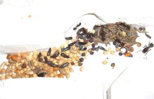 Etape 5: Nourrir ses fourmis Lors de l installation, déposer une très petite quantité de nourriture dans l aire de nourrissage, le temps que les fourmis