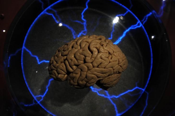 Un cerveau humain présenté lors d'une exposition qui lui était consacré à Sao Paulo, au Brésil, le 21 août 2009 / AFP/Archives C'est une collection bien particulière qui a atterri cet été sur les