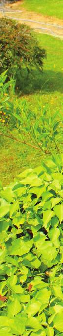 Des solutions à disposition du jardinier pour protéger les plantes LES PRODUITS DE BIOCONTRÔLE Gilles Carcassès Les macro-organismes, des prédateurs ou des insectes qui