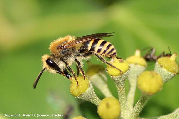 Que ce soit dans un jardin aménagé et entretenu, ou dans une friche en faveur de la biodiversité, les abeilles solitaires abondent dès qu il y a des fleurs sauvages diversifiées tout au long de l