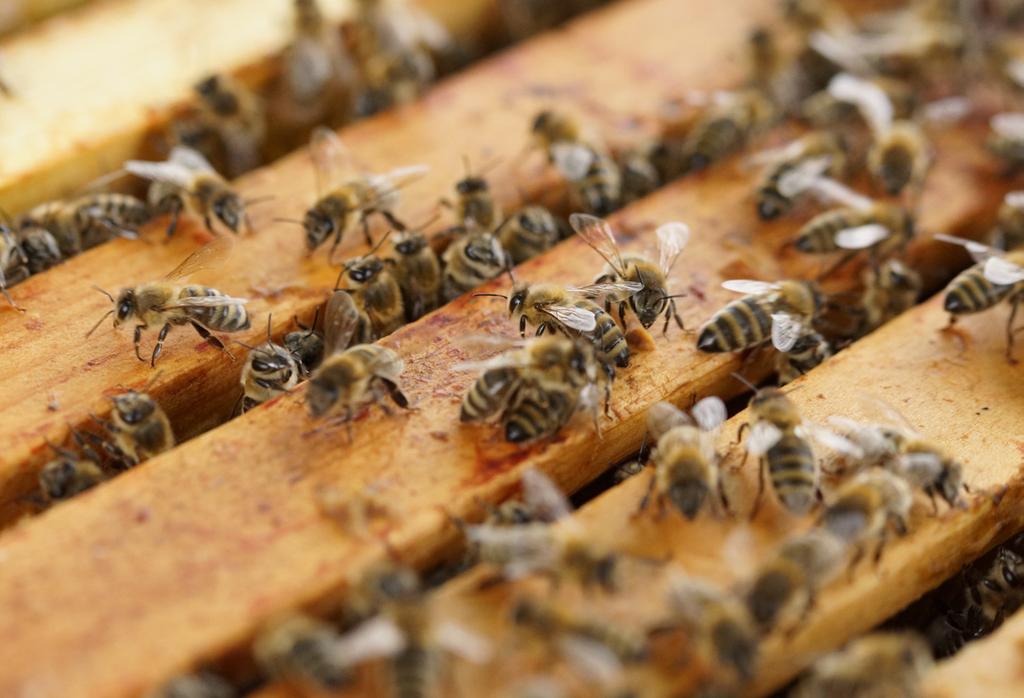 Webographie : Construction de ruches traditionnelles : https://ruche.ooreka.fr/comprendre/fabrication-ruche Construction de ruche tronc : http://www.ruchetronc.fr/ruche_tronc.php?