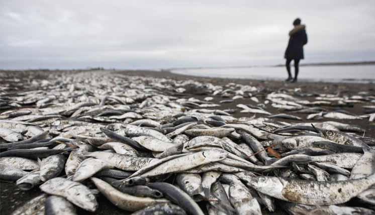m MARDI 17 MAI 2016 28 LA DER LA PHOTO DU JOUR AIR DU TEMPS Les dégâts causés aux sardines par une marée rouge, formée d algues toxiques, à Tolten, au Chili.
