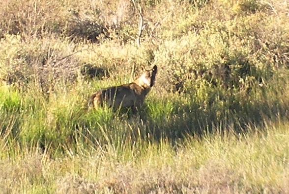 LES MAMMIFERES OBSERVES Loup gris Canis lupus Deux individus observés le mercredi matin coup sur coup, le premier à 8h40.