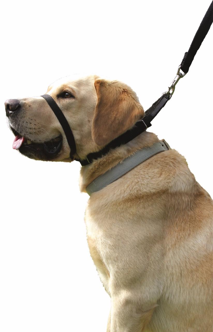 Canny Collar Le meilleur collier pour empêcher les chiens