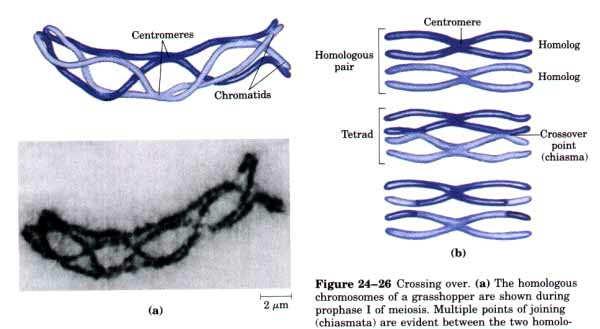 - La garniture chromosomique est caractéristique d une espèce.