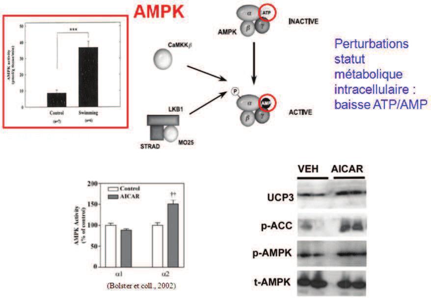 L AMPK ainsi activée contribue au développement du réseau mitochondrial,