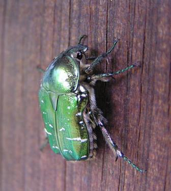 Elevage de Cétoines (coléoptère) Ce sont des Coléoptères aux couleurs généralement vives et parfois métalliques. Les cétoines sont présentes dans le monde entier et, en Europe.