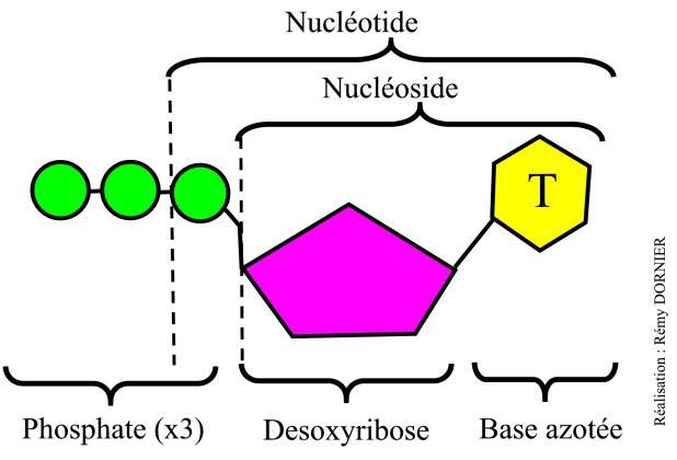 Leur structure est simple : nucléotide + 2 phosphates.