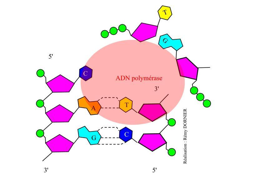 covalentes) se forment, les 2 phosphates «en trop» sont éliminés en une molécule appelée pyrophosphate pour former un nucléotide