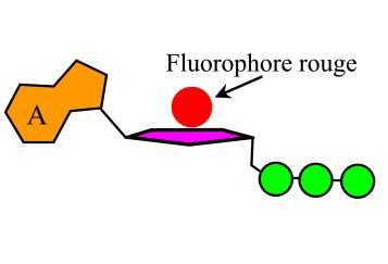 Etape 3 : rupture des 2 phosphates (= pyrophosphate) + libération d un ion H +.