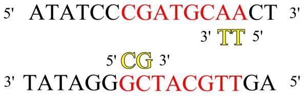 Séquence d ADN : La séquence a amplifiée, appelée amplicon, est en rouge dans les molécules d ADN Commençons le premier cycle PCR : - Etape 1 : Dénaturation : notre molécule d ADN s ouvre en 2 -