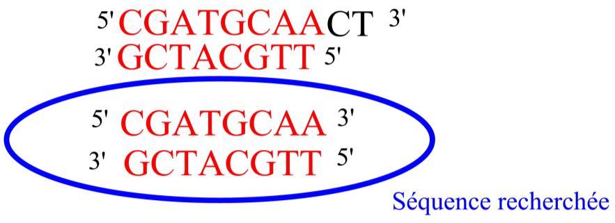 - Etape 3 : Elongation Ce n est qu au bout du troisième cycle que la séquence d ADN recherchée apparait. Les cycles suivants vont alors permettre de démultiplier cette séquence.