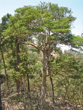 Psydrax odorata Psydrax odorata Répartition : cet arbre ou arbrisseau se rencontre au Vanuatu, à Fidji et en Polynésie.