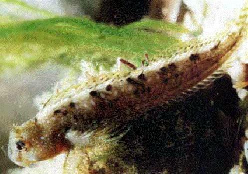 Lepadogaster