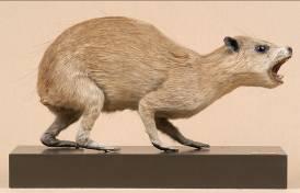 AQUARIUM N 48 D autres espèces sont visibles dans les n 15, 32, 36, 41, 50 et 54 Daman du Cap : malgré sa ressemblance avec un gros Cochon d Inde, le Daman du