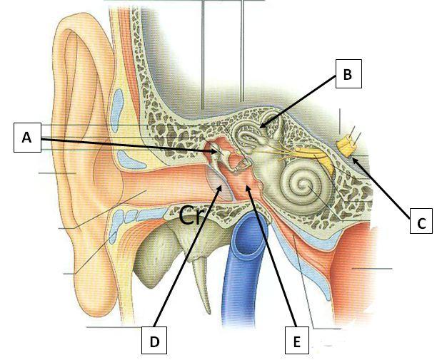 QCM n 4 : Concernant le tact, choisir la ou les A. Le protoneurone impliqué dans la sensibilité tactile épicritique de la face chemine au sein du nerf V. B.
