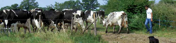 À la ferme expérimentale de Derval, dans l expérimentation robot et pâturage, les vaches sortent au pâturage tous les ans.