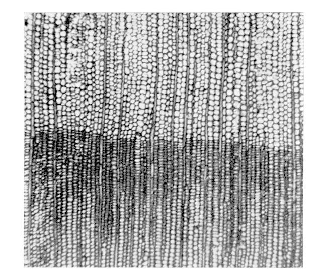 186 NOTES 1 Coupe transversale d' Abies alba Mill., en lumière blanche ( x 34). 3 Les rayons élevés vus en coupe tangentielle ( x 125).