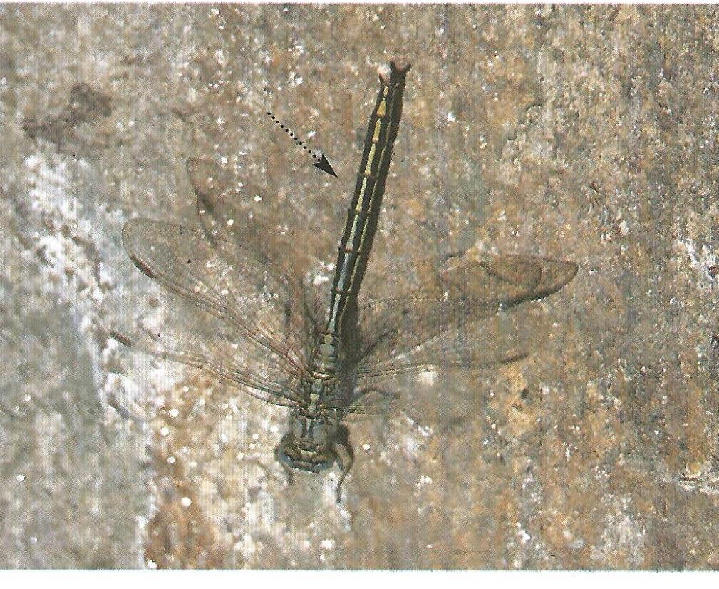 La demoiselle Description: La demoiselle est un insecte. Elle est assez frêle aux ailes généralement repliées verticalement au dessus du corps.