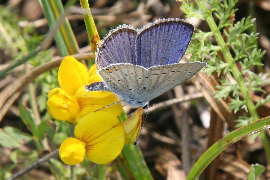 Le papillon Azuré Description: Il a deux ailes qui sont bleues et il possède des petites soies. Sa couleur est principalement grise avec un peu de noir,ses ailes sont principalement bleues.