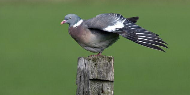 LE PIGEON RAMIER 1-Description. Le pigeon est un oiseau a deux pattes et à plumes de couleur blanche, grise et un petit collier rouge.il mesure 40 à 45 cm 2-Lieu de vie.
