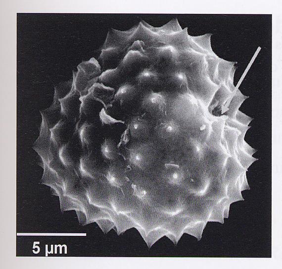 Ambroisie : le pollen tricolporé ; diamètre 20 à 29 µ faible densité, vitesse de sédimentation peu élevée Diffusion jusqu à qq centaines de
