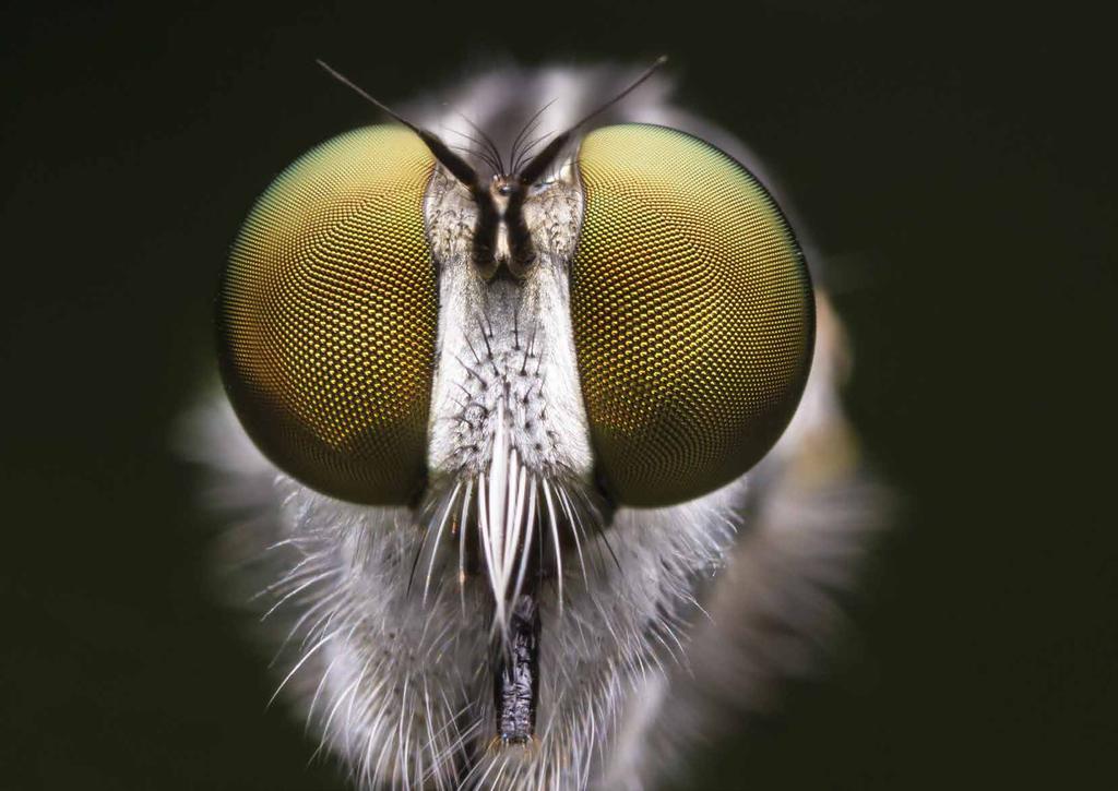 La lutte contre les mouches: un must pour votre entreprise De part le monde il existe 120.000 sortes de mouches.
