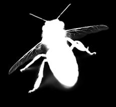 Bibliothèque de Bray-sur-Somme Vendredi 27 octobre à 18h30- Salle Picardie Atelier création d un hôtel à insectes Apprenez à construire un hôtel à insectes et dites adieu aux traitements chimiques