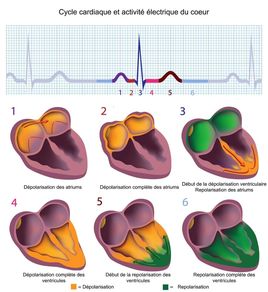 Les fréquences cardiaques Qu est- ce qu un ba9ement?