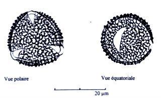 - Grains tricolpés trilobés à subtriangulaires en vue polaire, 25 µm.