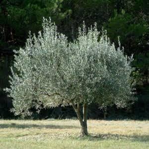 olivier Olea